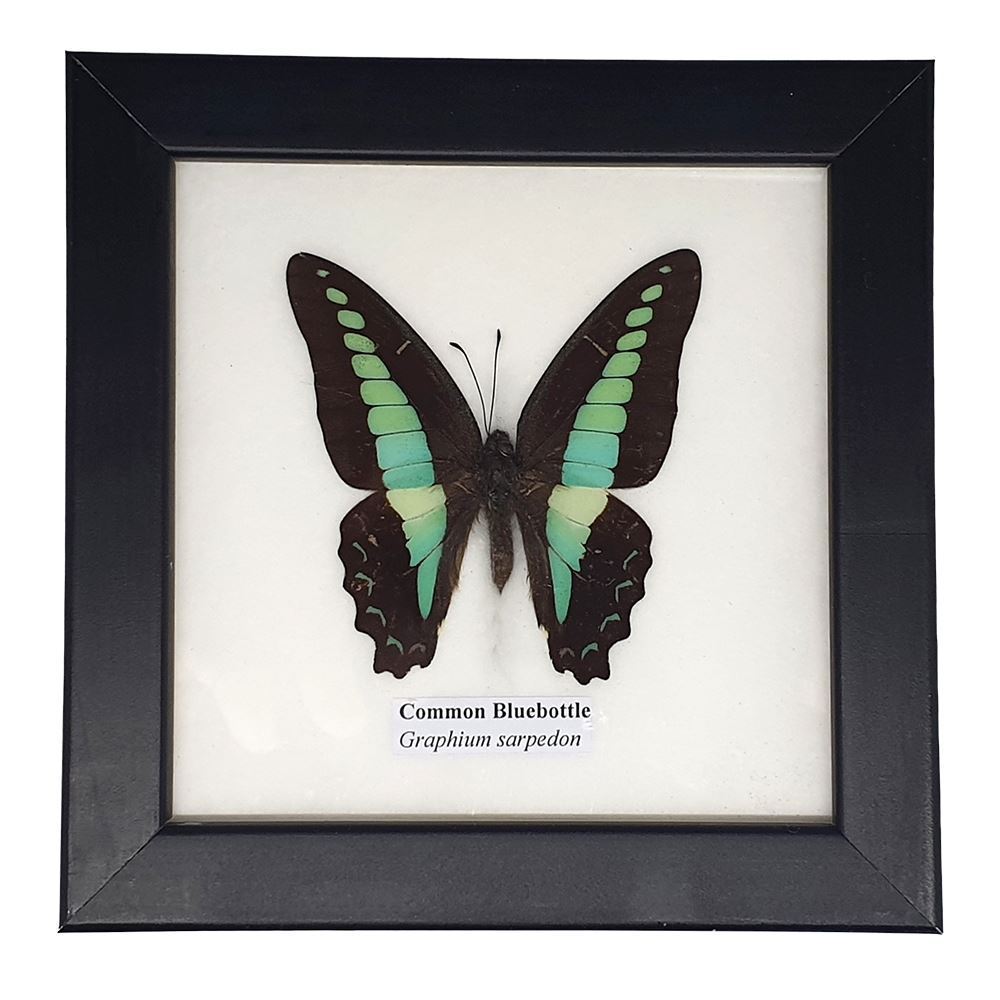 Taxidermy Butterfly, Single, Assorted, Mounted Under Glass, 12.5x12.5cm