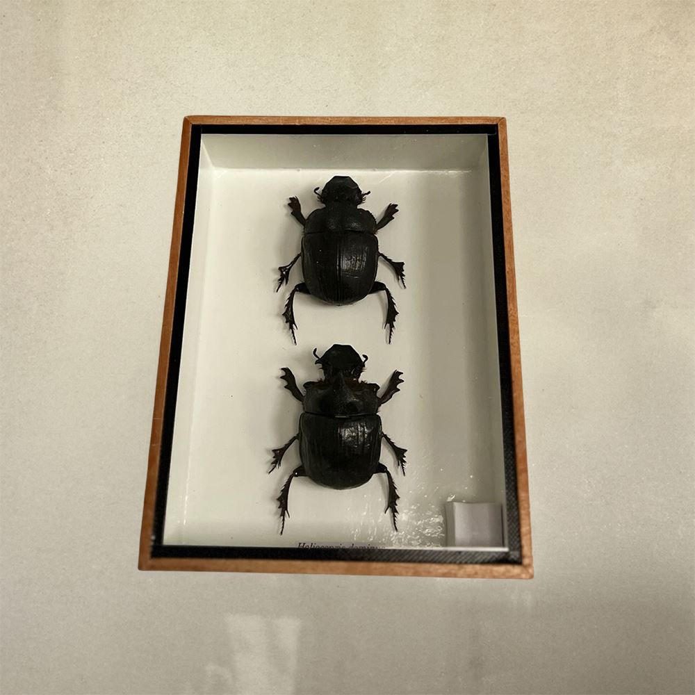 Taxidermy Dung Beetle, Pair, Mounted Under Glass, 20x15x5cm
