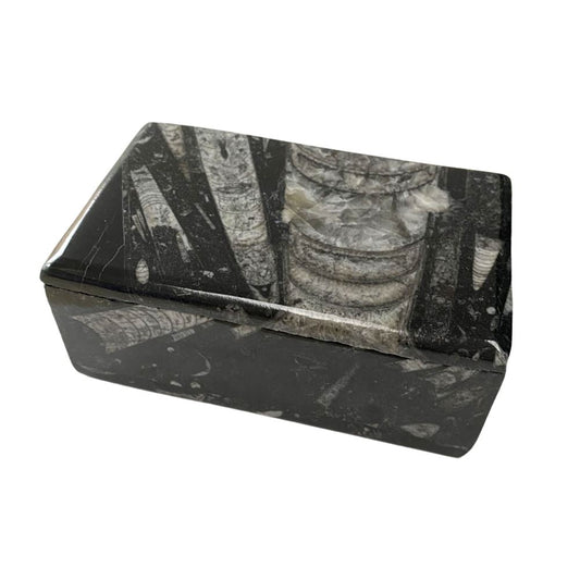 Orthoceras Rectangular Box with Lid, 12x8x4cm
