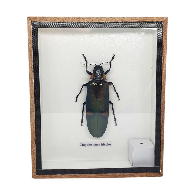 Taxidermy Giant Green Jewel Beetle, Mounted Under Glass, 12.5x15cm