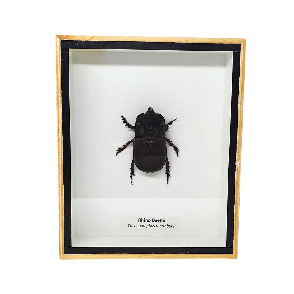 Taxidermy Rhino Beetle, Mounted Under Glass, 13x15.5cm