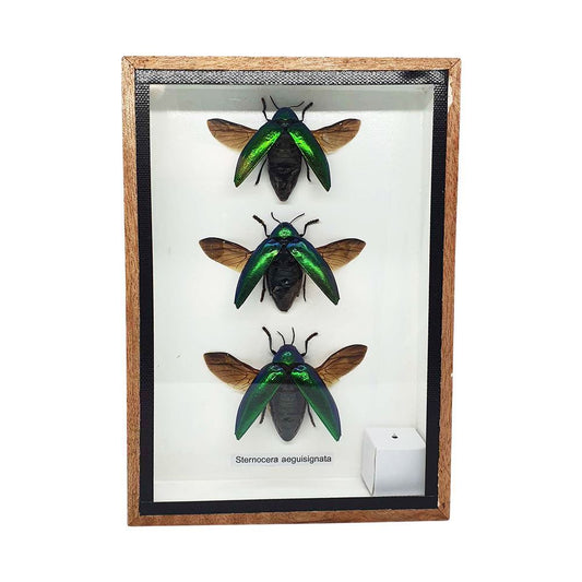 Taxidermy Green Jewel Beetle with Wing, Set of 3, Mounted Under Glass, 12.5x17.5cm