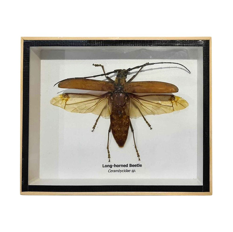 Taxidermy Longhorned Beetle with Wing, Mounted Under Glass, 15.5x12.6cm
