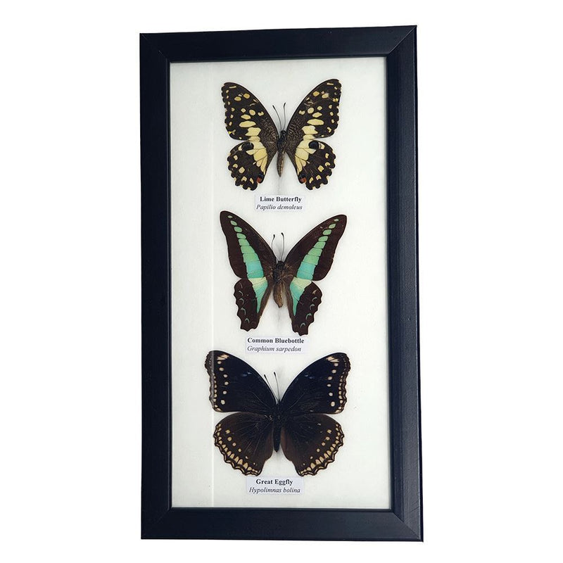 Taxidermy Butterfly, 3 Butterflies, Assorted, Mounted Under Glass, 14x25cm