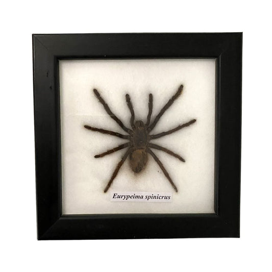 Taxidermy Tarantula, Mounted Under Glass, 12x12cm