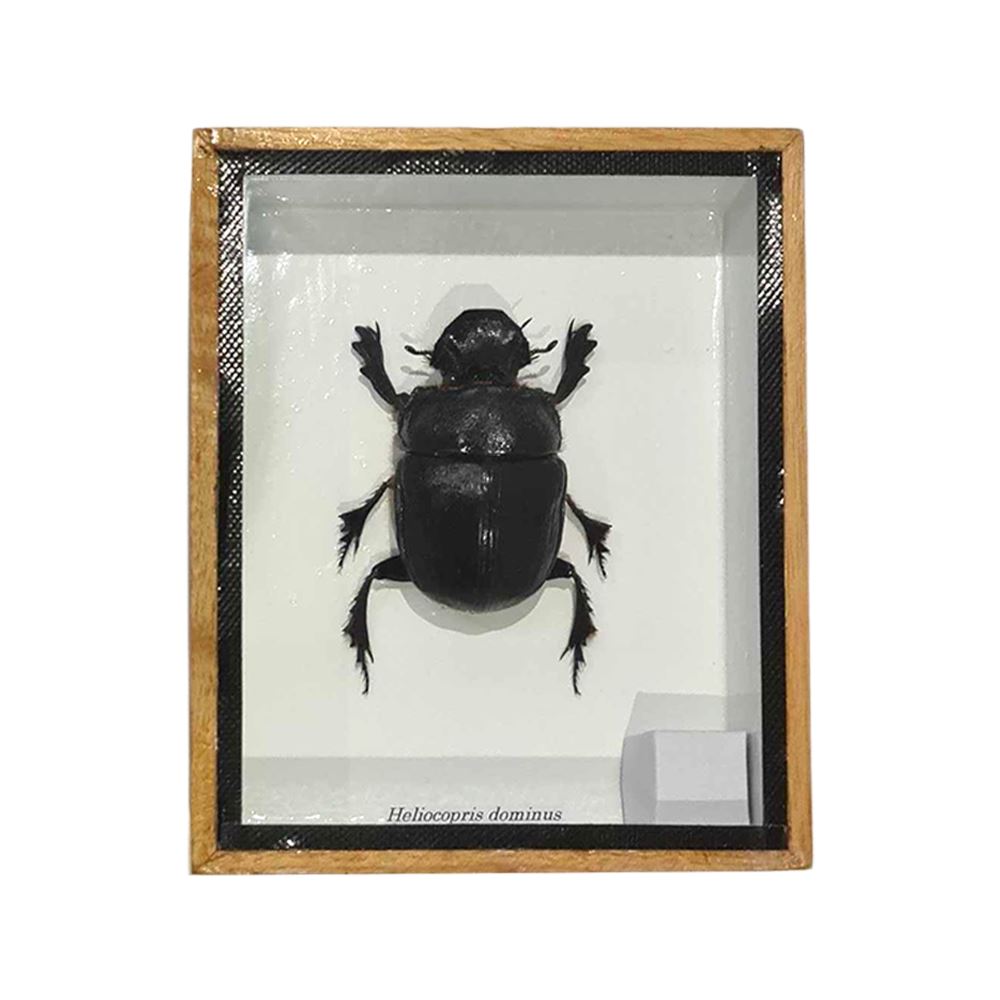 Taxidermy Dung Beetle, Mounted Under Glass, 12.5x15cm