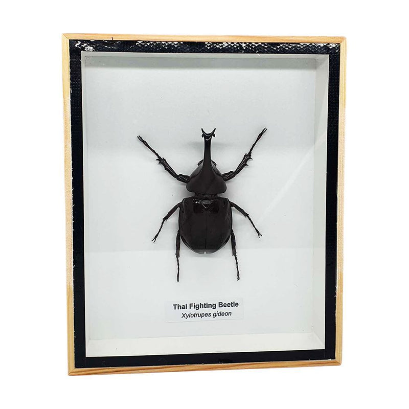 Taxidermy Fighting Beetle, Mounted Under Glass, 12.7x15.5cm