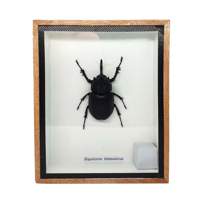 Taxidermy Rabbit Head Beetle, Mounted Under Glass, 12.5x15.1cm