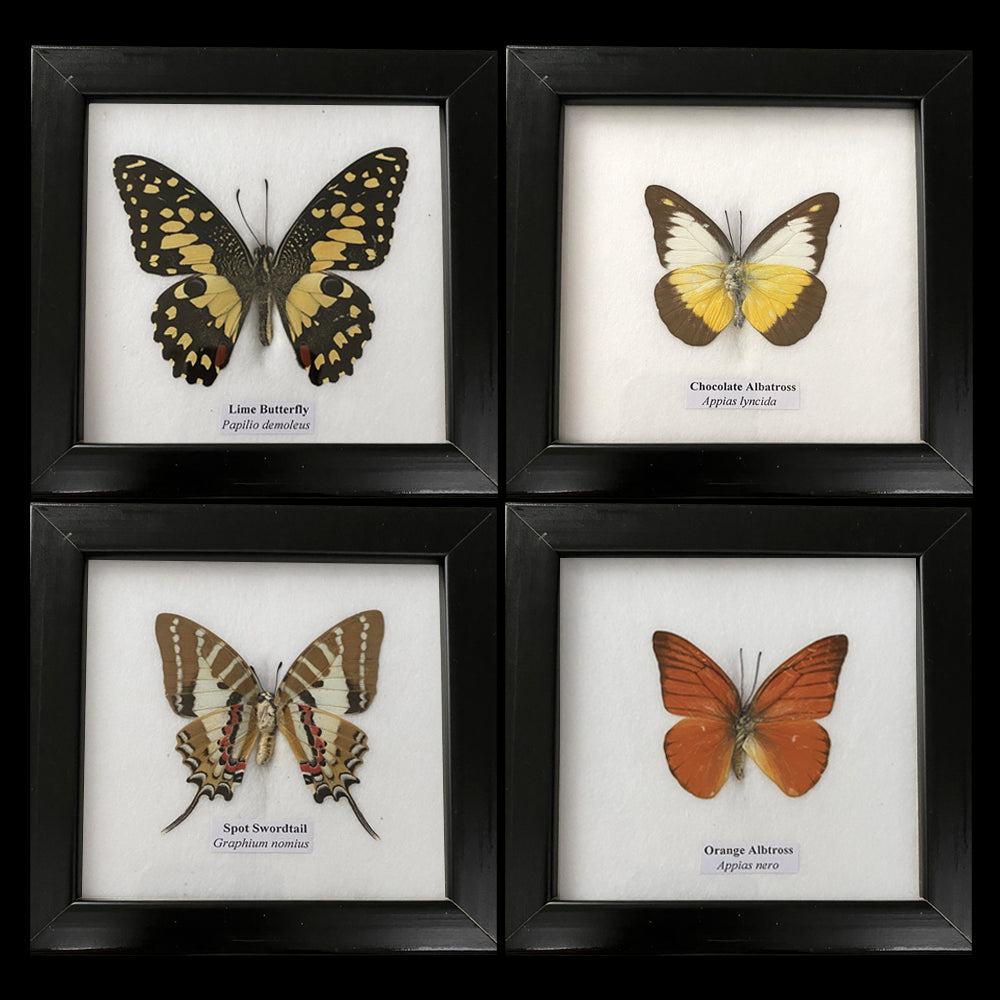 Taxidermy Butterfly, Single, Assorted, Mounted Under Glass, 12.5x12.5cm