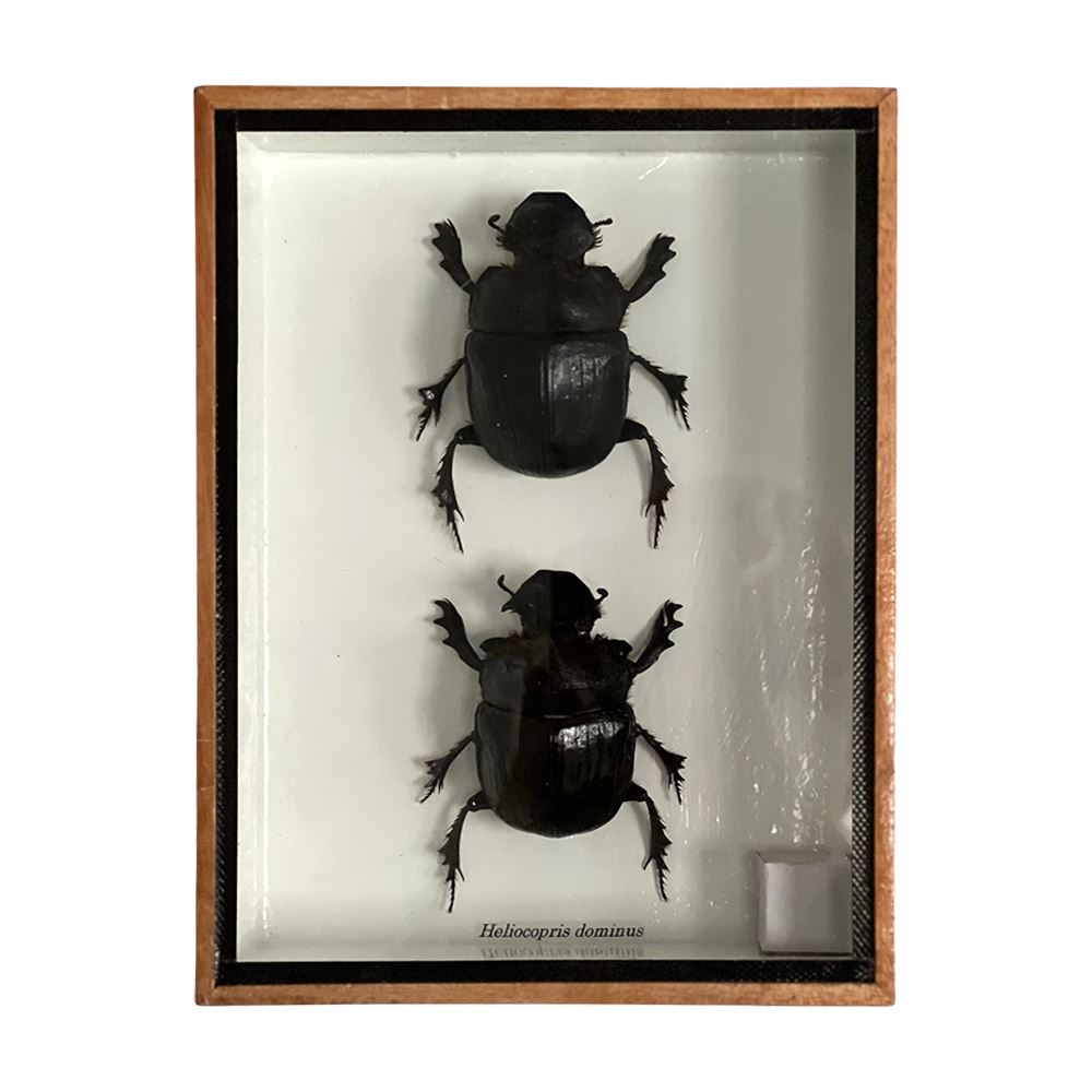 Taxidermy Dung Beetle, 20x15x5cm