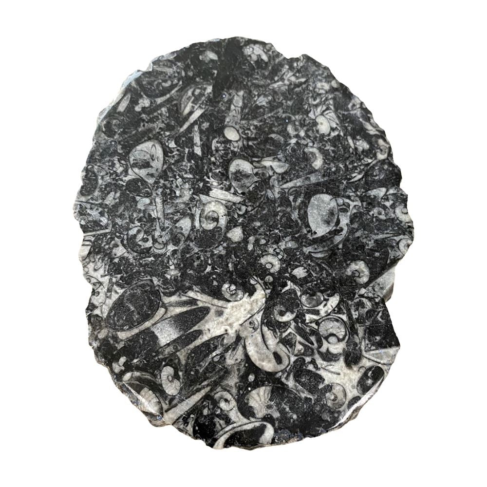 Goniatite Slab, Rough Edge, Polished, 15x10cm