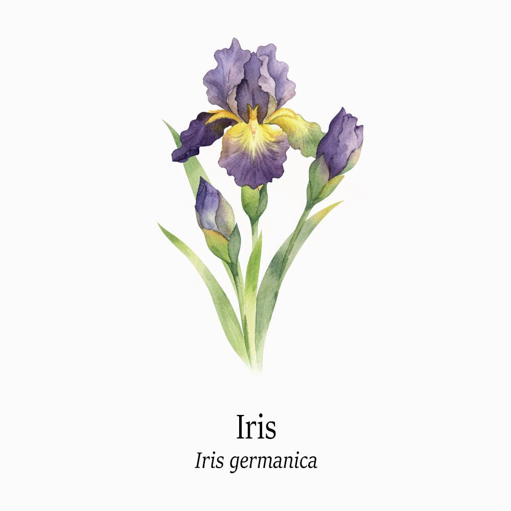 Petal Keepsakes Gemstone Bracelet, Iris - image 4