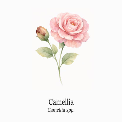 Petal Keepsakes Gemstone Bracelet, Camellia