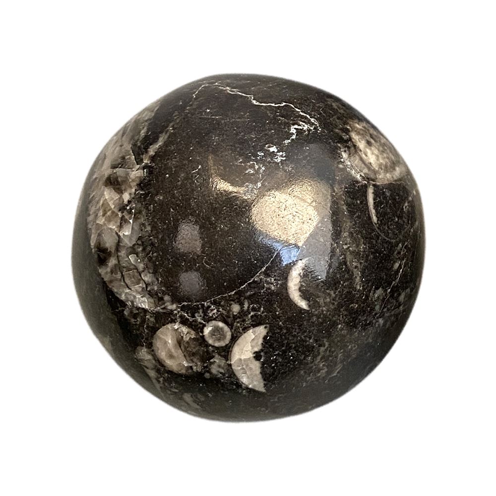 Orthoceras Sphere, 5-6cm