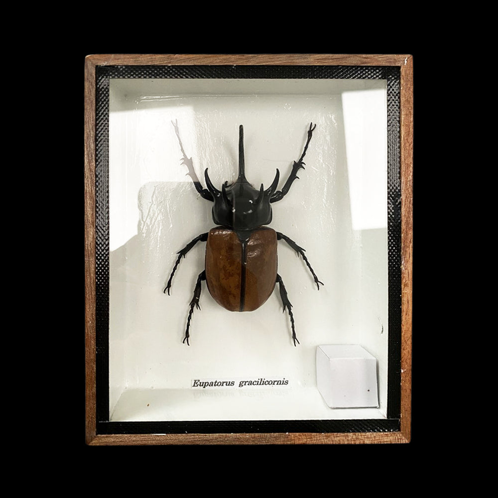 Taxidermy 5 Horned Beetle, Mounted Under Glass, 12.5x15cm