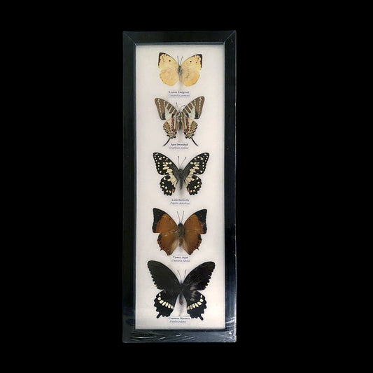 Taxidermy Butterfly, 5 Butterflies, Assorted, Mounted Under Glass, 14x39cm
