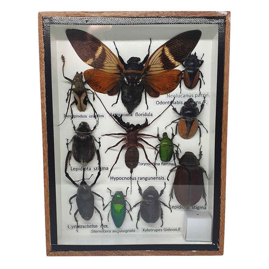Taxidermy Boxed Insect Set, Small, Assorted, Mounted Under Glass, 15x19.5cm