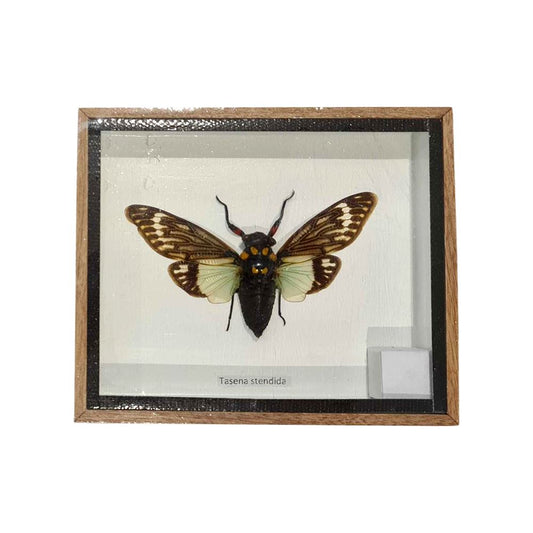 Taxidermy Cicada Blue Wing, Mounted Under Glass, 15x12.5cm