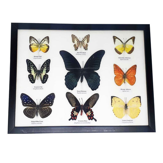 Taxidermy Butterfly, 9 Butterflies, Assorted, Mounted Under Glass, 33x25.5cm