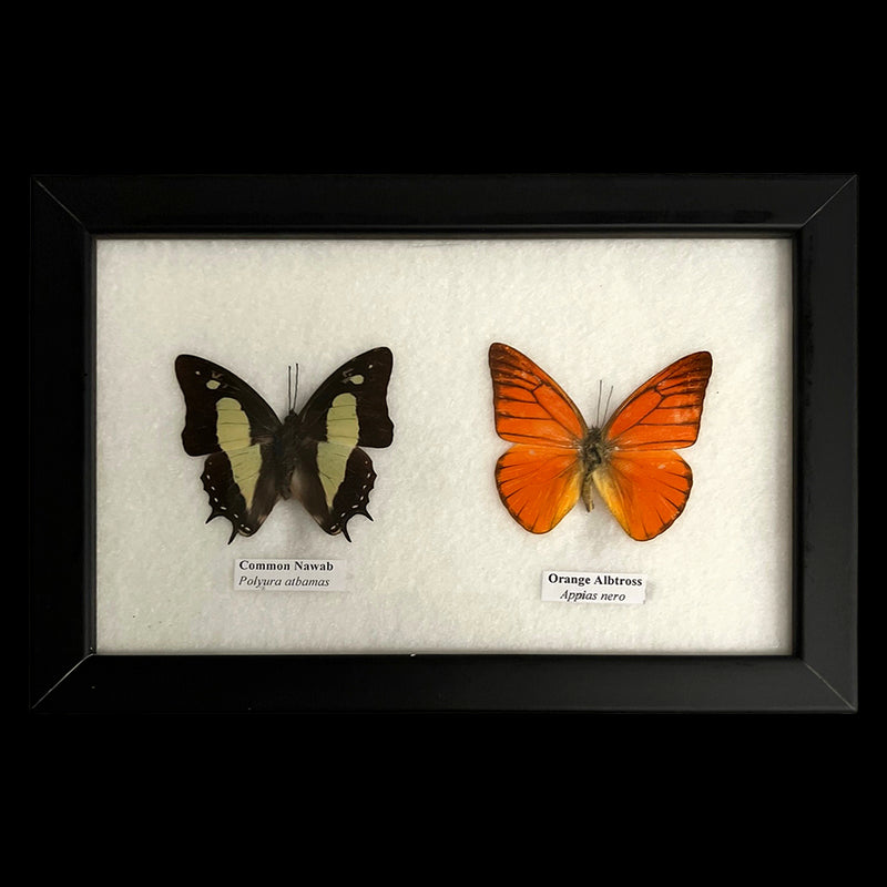 Taxidermy Butterfly, 2 Butterflies, Assorted, Mounted Under Glass, 17.5x14cm