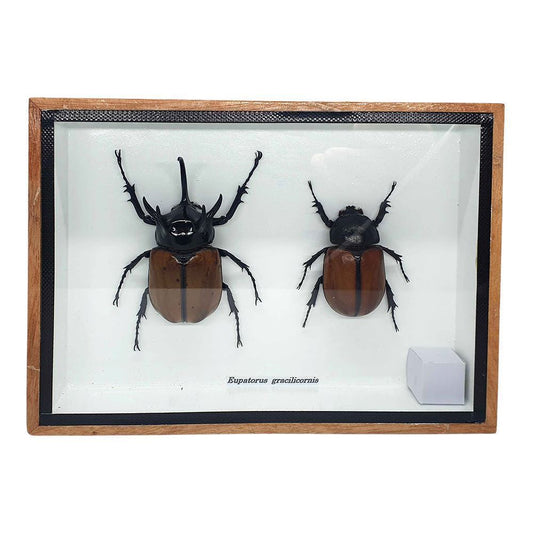 Taxidermy 5 Horned Beetle, Pair, Mounted Under Glass, 15x12.5cm