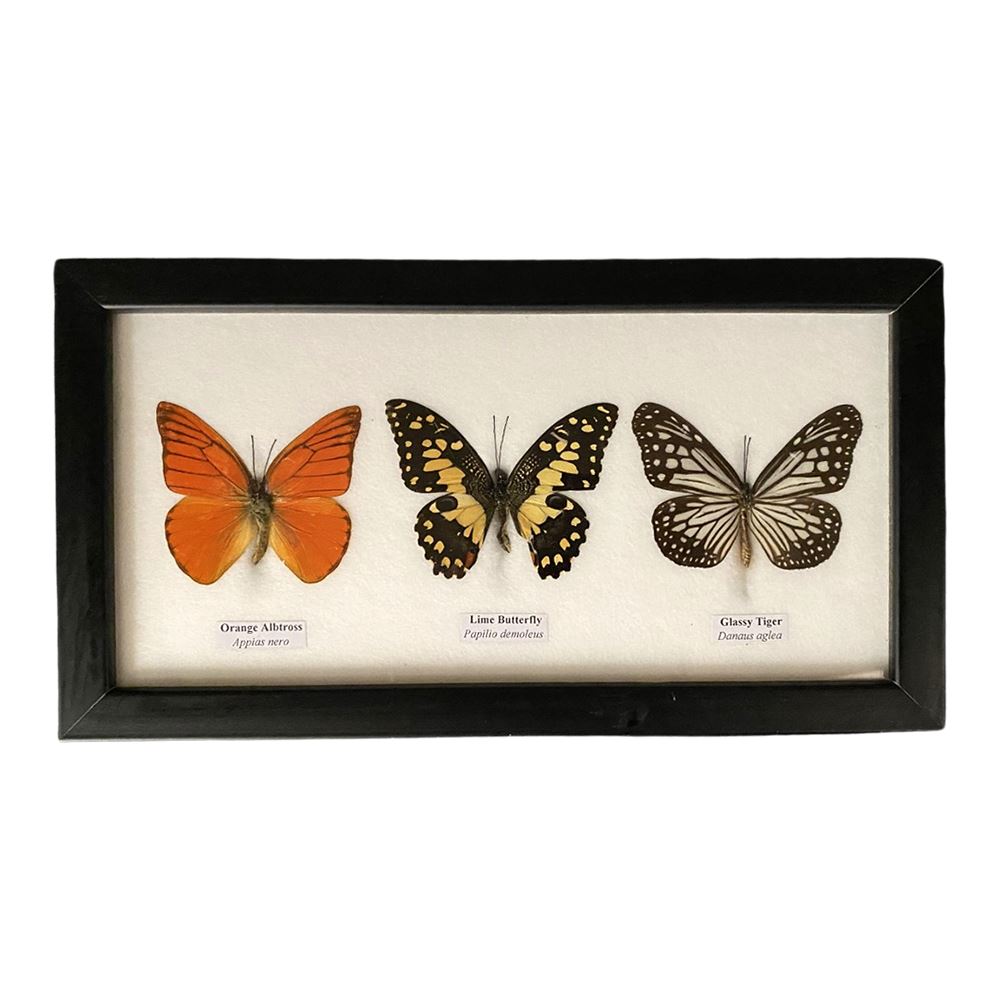 Taxidermy Butterfly, 3 Butterflies, Assorted, Mounted Under Glass, 25x13cm