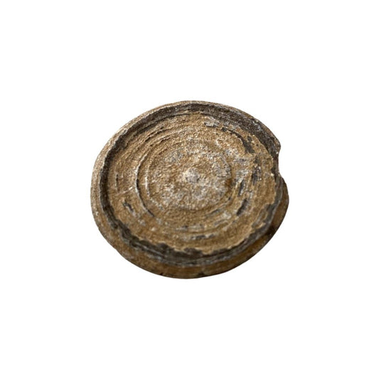 Cyclolites Fossil, 3-4cm