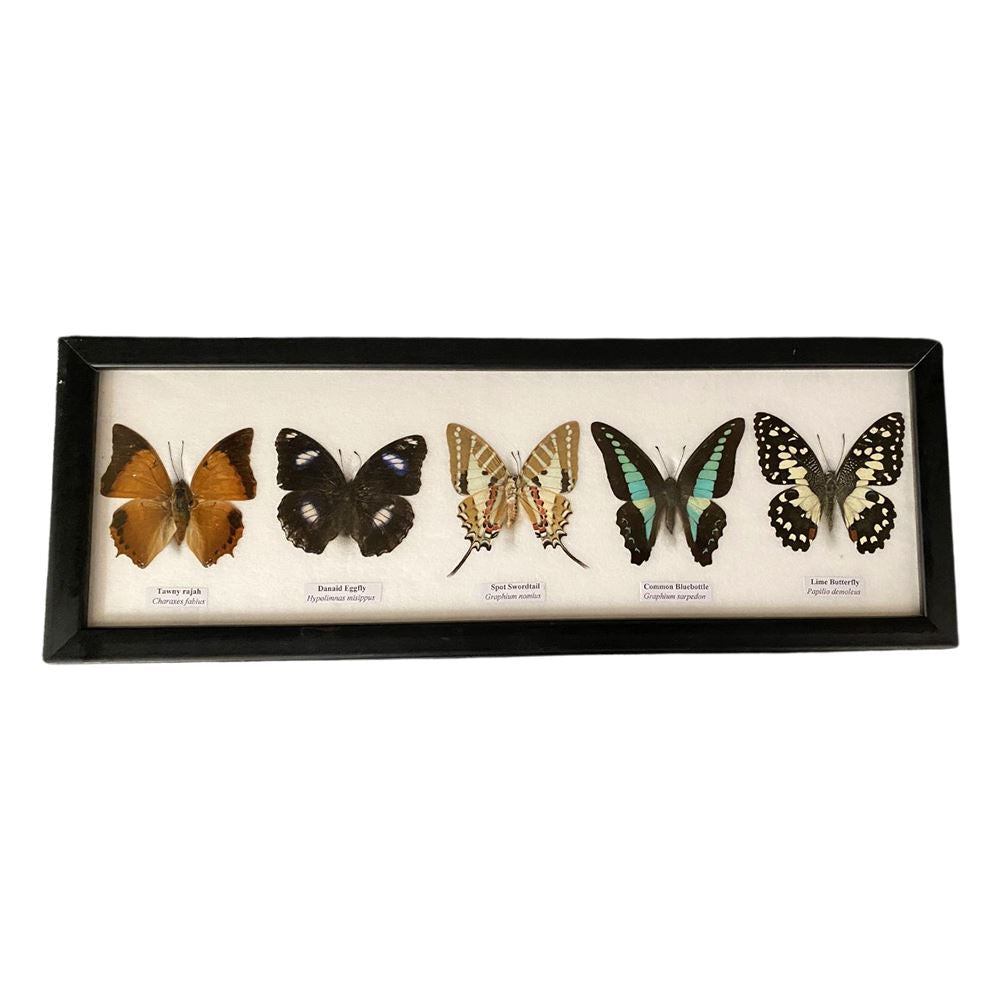 Taxidermy Butterfly, 5 Butterflies, Assorted, Mounted Under Glass, 38x13cm