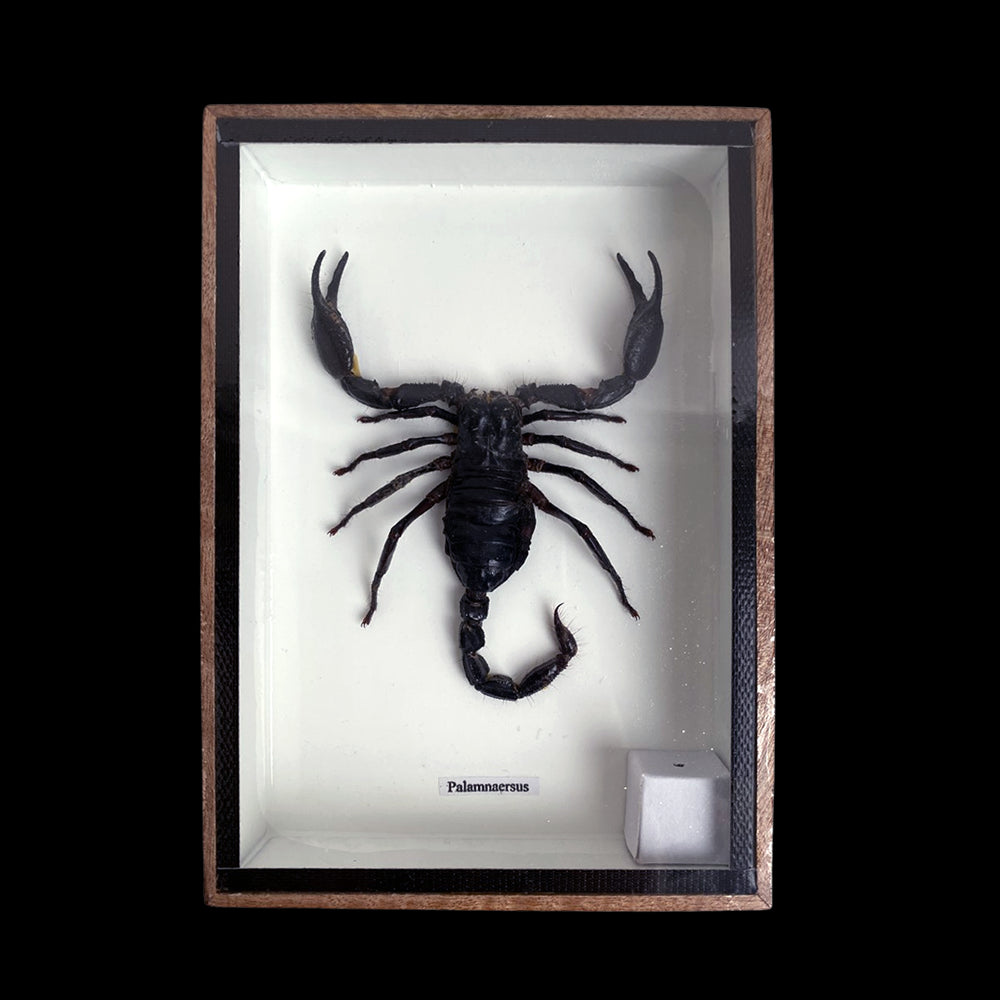 Taxidermy Scorpion, Mounted Under Glass, 15x20cm