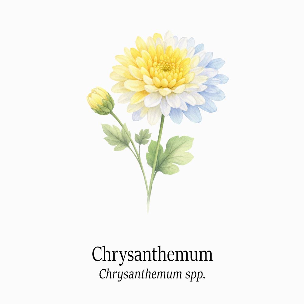 Petal Keepsakes Gemstone Bracelet, Chrysanthemum - image 4