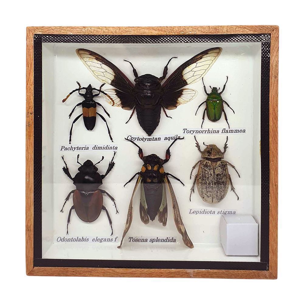 Taxidermy Boxed Insect Set, Extra Small, Assorted, Mounted Under Glass, 15x15cm