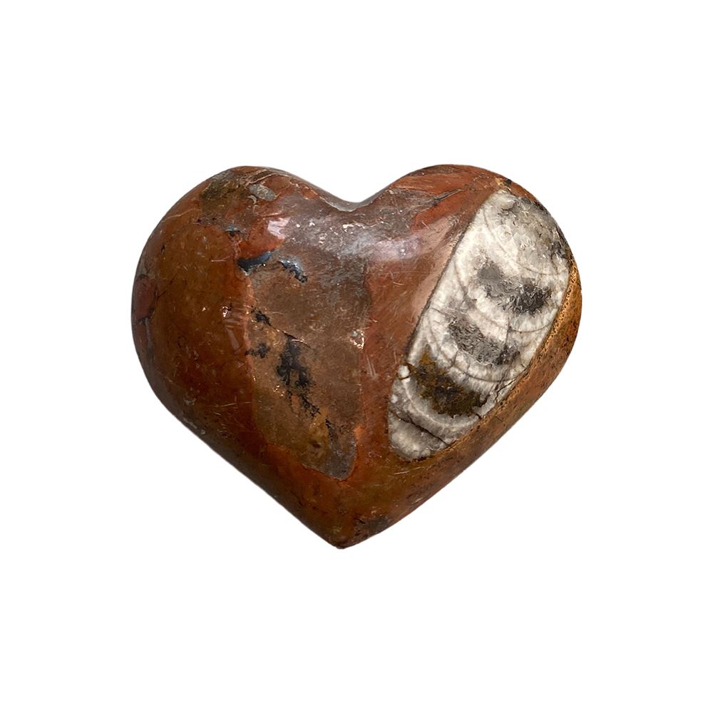 Orthoceras Fossil Heart, 5cm