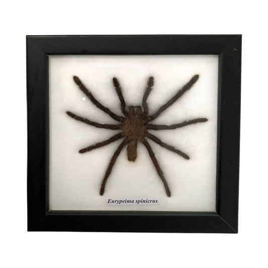 Taxidermy Tarantula, Mounted Under Glass, 15x15cm